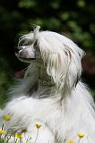 CHIEN NU CHINOIS 199